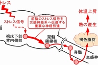 今回の研究から明らかになったストレス性体温上昇反応を生み出す神経回路の仕組みを示す図（京都大学の発表資料より）