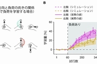 （A）負荷の向きと運動方向の関係（左腕で学習する場合）。右腕の運動方向が90度変化する度に左腕に加わる負荷の方向が反転する。（B）学習成績の比較。左腕で学習を行ったグループは、右腕で学習を行ったグループに比べて迅速に学習が進み、最終的に2倍の学習量を達成した（実線）。運動を学習するプロセスに左右非対称性が存在することを仮定した数理モデルによるシミュレーションは実験結果を良く再現した（点線）。（東京大学の発表資料より）