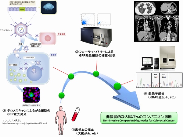 今回の研究の概要を示す図（岡山大学の発表資料より）