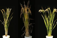 名古屋大学の研究で発見されたイネの系統。smos1は強い茎を持つが収量が低く、ST4は収量が高いが茎の強度は低い。smos1とST4を掛け合わせた後代から見つかったLRC1は茎の強度、収量とも高かった。