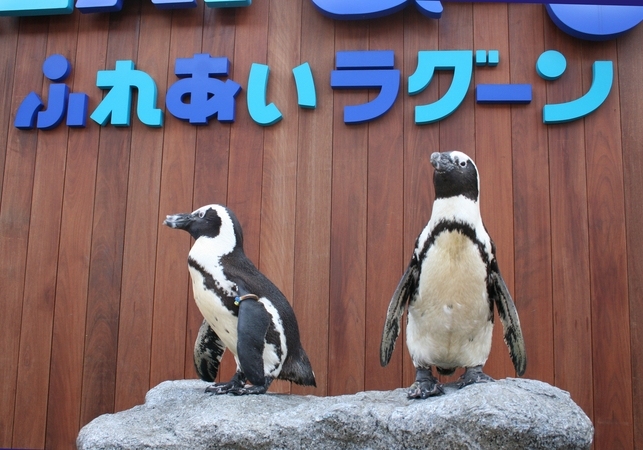 「ラゾーナ川崎プラザ」では、夏休み時期の20日に八景島シーパラダイスのペンギンたちが1日出張してくるほか、大人から子供まで楽しめるイベントが目白押しになっている。