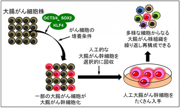 今回の研究結果の概要を示す図（京都大学の発表資料より）