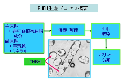 PHBHの生産プロセスの概要を示す図（今回の研究の発表資料より）