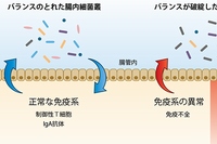 腸内細菌叢と免疫系との間の双方向制御機構を示す図（今回の研究の発表資料より）