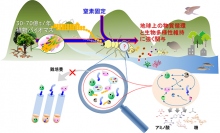 シロアリによる炭素・窒素循環と生物多様性維持のイメージを示す図