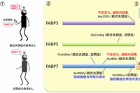 脳内で働く脂肪酸結合タンパク質（FABP）と精神疾患の関係を示す図（理化学研究所の発表資料より）