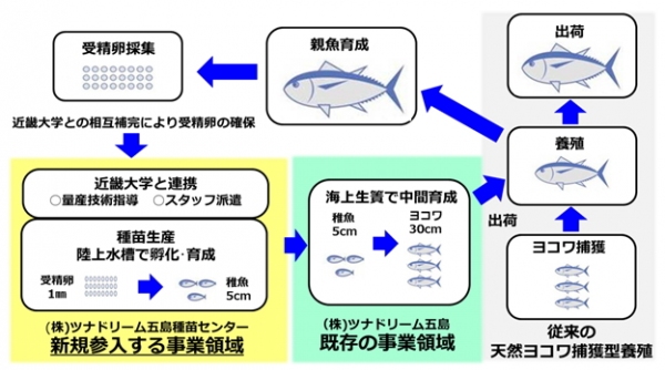 豊田通商と近畿大学のクロマグロの人工種苗生産事業の概要を示す図（豊田通商の発表資料より）