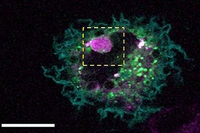 細胞が死細胞を「食べ」た様子を示す図（研究の発表資料より）。死細胞（ピンク）がＨｅＬａ細胞（緑）の内部に存在することを示している。左図は細胞を上から観察したもので、白い太線は20マイクロメートルを示す。右図は左図の黄色い点線の部分を拡大し、さらにさまざまな角度から眺めたもの。