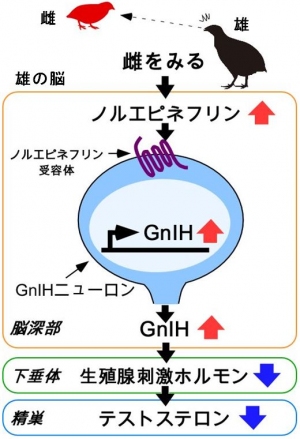 今回の研究成果をまとめた図（早稲田大学の発表資料より）