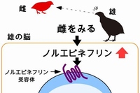 今回の研究成果をまとめた図（早稲田大学の発表資料より）