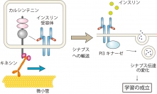 カルシンテニンがキネシンタンパク質と大きいタイプのインスリン受容体を結びつけることを示した図。キネシンタンパク質は微小管と呼ばれるレールに沿って移動して、大きいタイプのインスリン受容体をシナプス領域へと輸送する。この輸送が線虫の学習を成立させるのに重要である（東京大学の発表資料より）