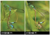 アオモンイトトンボの雌の2種類の色彩型。雄はすべて緑色で、雌には青と茶色のタイプが存在する。（東北大学の発表資料より）