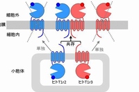 実験結果から予想されるヒト甘味受容体の膜への移動システムの概要を示す図。ヒトT1r2とヒトT1r3は小胞体 と呼ばれる細胞内小器官 で合成され、ヒトT1r2とヒトT1r3がが共存する時に は小胞体から膜表面に移動する。（研究の発表資料より）