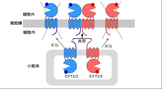 実験結果から予想されるヒト甘味受容体の膜への移動システムの概要を示す図。ヒトT1r2とヒトT1r3は小胞体 と呼ばれる細胞内小器官 で合成され、ヒトT1r2とヒトT1r3がが共存する時に は小胞体から膜表面に移動する。（研究の発表資料より）