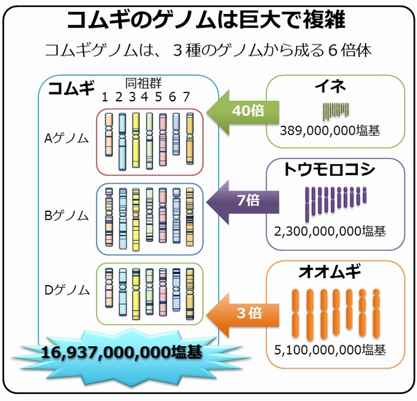 日本の農業生物資源研究所・京都大学・横浜市立大学・日清精粉が参加する国際研究グループは、コムギゲノムの塩基配列を明らかにした。