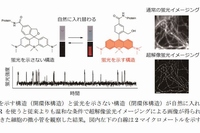 東京大学の浦野泰照教授らによる研究グループは、明るくなったり暗くなったりする蛍光色素を開発し、細胞の超解像蛍光イメージングすることに成功した。写真は発表資料の一部。