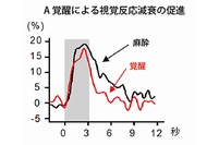 覚醒による視覚反応と前脳基底核刺激による興奮性神経細胞の反応を示す図。A.麻酔状態から覚醒状態になると、興奮性神経細胞は反応の減衰が速くなる。B.前脳基底核を電気刺激して視覚反応性の変化をみた結果。興奮性神経細胞の反応減衰の促進がみられる。（理化学研究所の発表資料より）