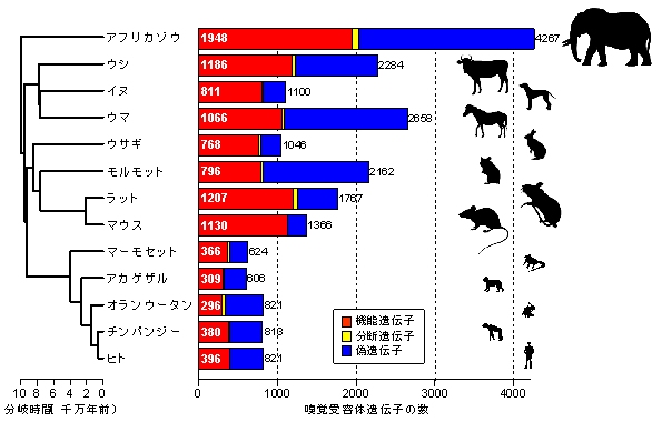 13種の動物のゲノム中に存在する嗅覚受容体遺伝子の数を示した図。白抜きの数字は機能遺伝子の数を、棒グラフの右側の数は機能遺伝子・分断遺伝子・偽遺伝子の合計を表す。分断遺伝子は、ゲノム配列データが不完全なため、現時点では機能遺伝子か偽遺伝子かを判定できないような配列を指す（研究の発表資料より）