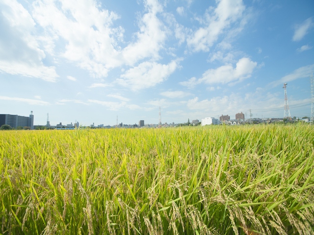 日本の農業や農協をめぐる環境は大きく変化した。農協はもはや農業関係者のためのみの存在ではなくなっている。あまりに巨大な金融機関へと変貌を遂げてしまった。その収益の中心である金融事業を縮小する痛みに耐える覚悟が問われる。　