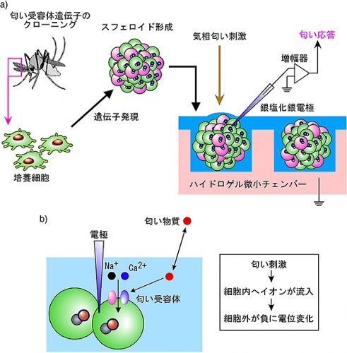 今回の研究の概念図（東京大学の発表資料より）