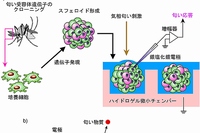 今回の研究の概念図（東京大学の発表資料より）