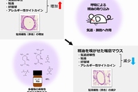 マウス喘息モデルに対するラベンダー精油の抗アレルギー作用を示す図（岡山大学の発表資料より）