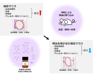 マウス喘息モデルに対するラベンダー精油の抗アレルギー作用を示す図（岡山大学の発表資料より）