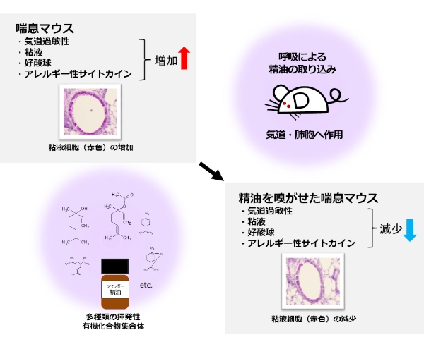 マウス喘息モデルに対するラベンダー精油の抗アレルギー作用を示す図（岡山大学の発表資料より）