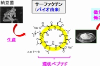 サーファクチン（左）と合成界面活性剤（右）（産業技術総合研究所の発表資料より）