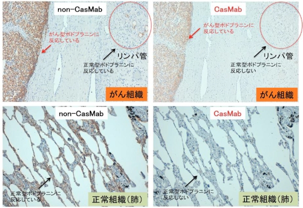 ポドプラニンに対するCasMab（がん特異的抗体）は、がん細胞のみを攻撃するため、正常細胞を攻撃することによって引き起こされる副作用がないことが期待される（東北大学の発表資料より）