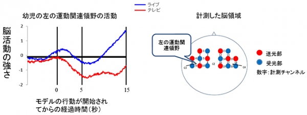 左図：幼児の運動関連領野の活動（酸化ヘモグロビン量）を示したもの。青いバーがライブ条件の活動であり、赤いバーがテレビ条件の活動を表している。右図：ヒトの頭を頭頂部から見た模式図で、本研究で計測した領域の空間的位置を示している（上越教育大学の発表資料より）