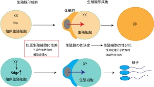 基礎生物学研究所の田中実准教授らによる研究グループは、性決定遺伝子とは別に、性によって細胞の増殖に違いを与える仕組みを明らかにした。