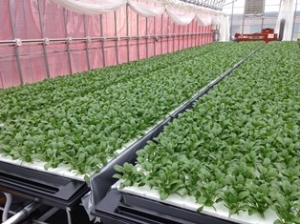 三菱樹脂は、太陽光利用型植物工場で収穫した野菜を「ヴェルデプラス(Verde Plus)」として、本格販売を開始する。写真は、葉菜類用養液栽培システム「ナッパーランド」（同社の発表資料より）