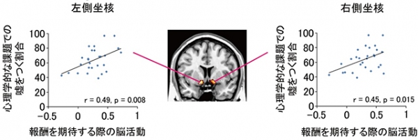 報酬期待に関わる側坐核の反応と、嘘をつく割合との正の相関（京都大学の発表資料より）