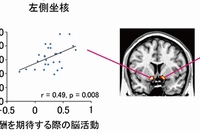 報酬期待に関わる側坐核の反応と、嘘をつく割合との正の相関（京都大学の発表資料より）