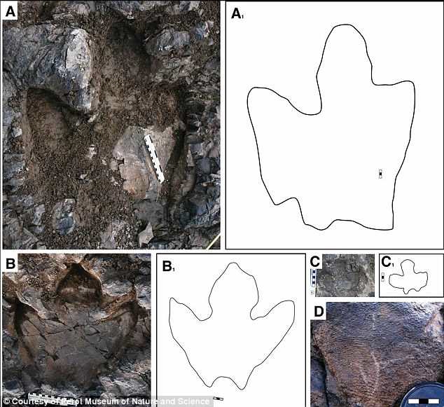 今回発見されたハドロサウルス科の足跡化石。A：成体の足跡、B：亜成体の足跡、C：幼体の足跡、D：皮膚痕（北海道大学の発表資料より）