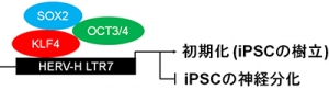 iPS細胞の樹立過程および分化能におけるHERV-Hの役割を示す図（京都大学の発表資料より）