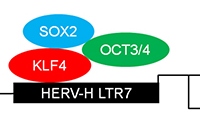 iPS細胞の樹立過程および分化能におけるHERV-Hの役割を示す図（京都大学の発表資料より）