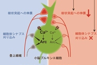 図内左の「Wild-type」は通常のマウスのシナプス刈り込みのメカニズムを、図内右の「γ-2 PC KO」は神経伝達物質を受け取る蛋白質の量を制御しているTARPγ-2という分子をプルキンエ細胞で欠く遺伝子改変マウスの刈り込みのメカニズムを模式的に表す（東京大学の発表資料より）