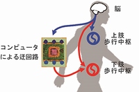 コンピュータによる脊髄迂回路の概念を示した図（研究の発表資料より）