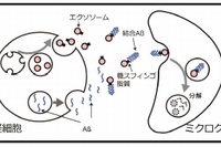 今回の研究の概念を示す図（北海道大学の発表資料より）