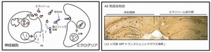 今回の研究の概念を示す図（北海道大学の発表資料より）