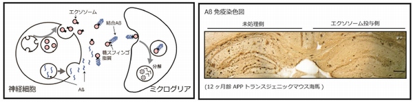 今回の研究の概念を示す図（北海道大学の発表資料より）