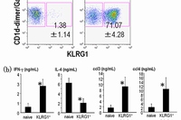 記憶免疫機能を持つナチュラルキラーT（NKT）細胞の特性を示す図（理化学研究所の発表資料より）