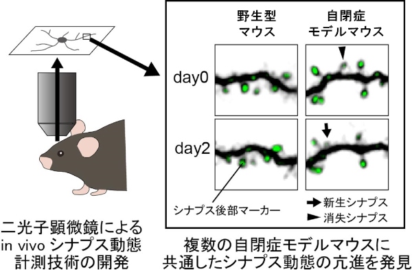 実験の概要を示す図（東京大学の発表資料より）