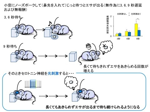 遅延報酬待機に対するセロトニン神経刺激の効果を示す図。エサまでの待ち時間を3秒、6秒、9秒と変化させたところ、3秒と6秒のノーズポークは簡単にできるものの、9秒だとマウスは待ちきれずに鼻先を出してしまい、報酬獲得に失敗する回数が増えた。しかしマウスがノーズポークする間に光刺激でセロトニン神経活動を増加させると、9秒でもノーズポークを続けることができるようになり、失敗回数が有意に減少した。（沖縄科学技術大学院大学の発表資料より）