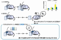 遅延報酬待機に対するセロトニン神経刺激の効果を示す図。エサまでの待ち時間を3秒、6秒、9秒と変化させたところ、3秒と6秒のノーズポークは簡単にできるものの、9秒だとマウスは待ちきれずに鼻先を出してしまい、報酬獲得に失敗する回数が増えた。しかしマウスがノーズポークする間に光刺激でセロトニン神経活動を増加させると、9秒でもノーズポークを続けることができるようになり、失敗回数が有意に減少した。（沖縄科学技術大学院大学の発表資料より）