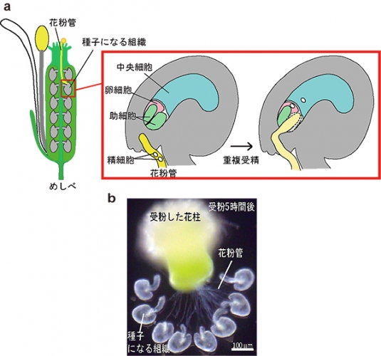 シロイヌナズナの花、重複受精の模式図と体外重複受精系を示す図（名古屋大学の発表資料より）