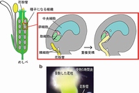 シロイヌナズナの花、重複受精の模式図と体外重複受精系を示す図（名古屋大学の発表資料より）