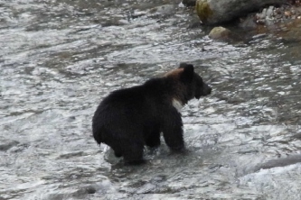 河川内でサケを探すヒグマ。ヒグマがサケを自由に捕獲できる環境の減少が、サケ利用の低迷の一因とみられる。2012年秋、知床半島内の河川にて撮影（北海道大学の発表資料より）